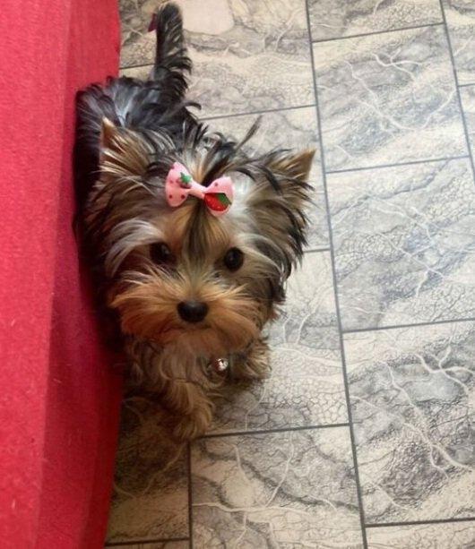 Štěňata yorkšírských teriérů s PP