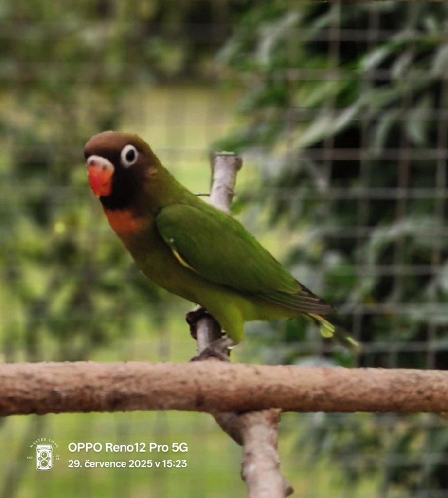 Agapornis hnědohlavý