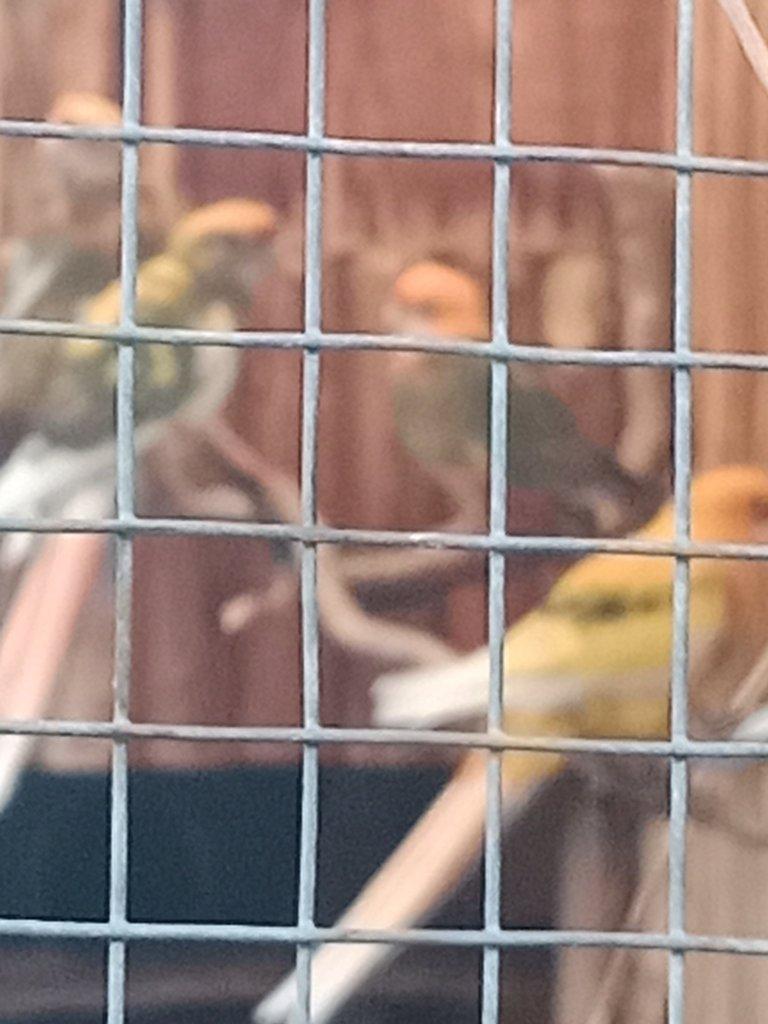 Královský. Penant pomeranč. Horsky