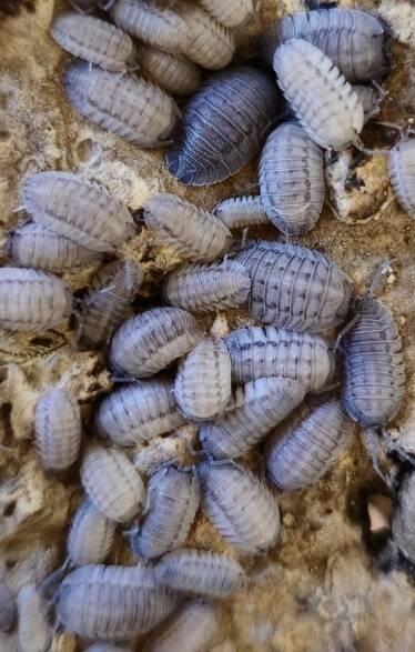 Isopody Armadillidium peraccae