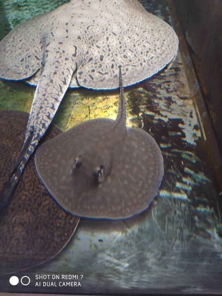 REJNOK -potamotrygon scobina