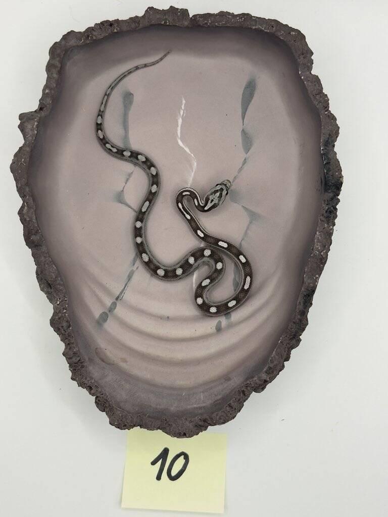 Užovky červené 06/25 a 08/25 (Pantherophis guttatus)