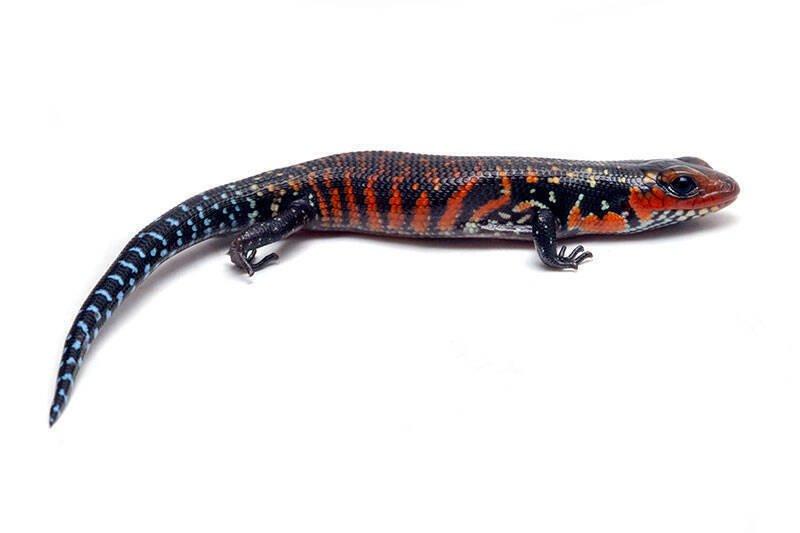 Scink ohnivý (Lepidothyris fernandi harlani) Benin 24