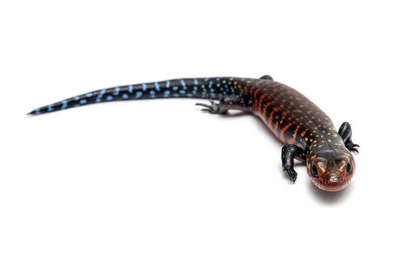 Scink ohnivý (Lepidothyris fernandi harlani) Benin 24