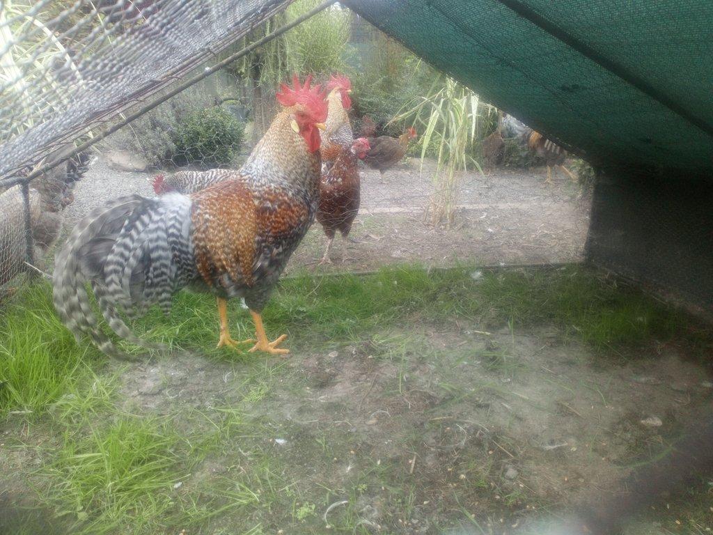 Koupím kohouta vlašky rodovarve i starší kus