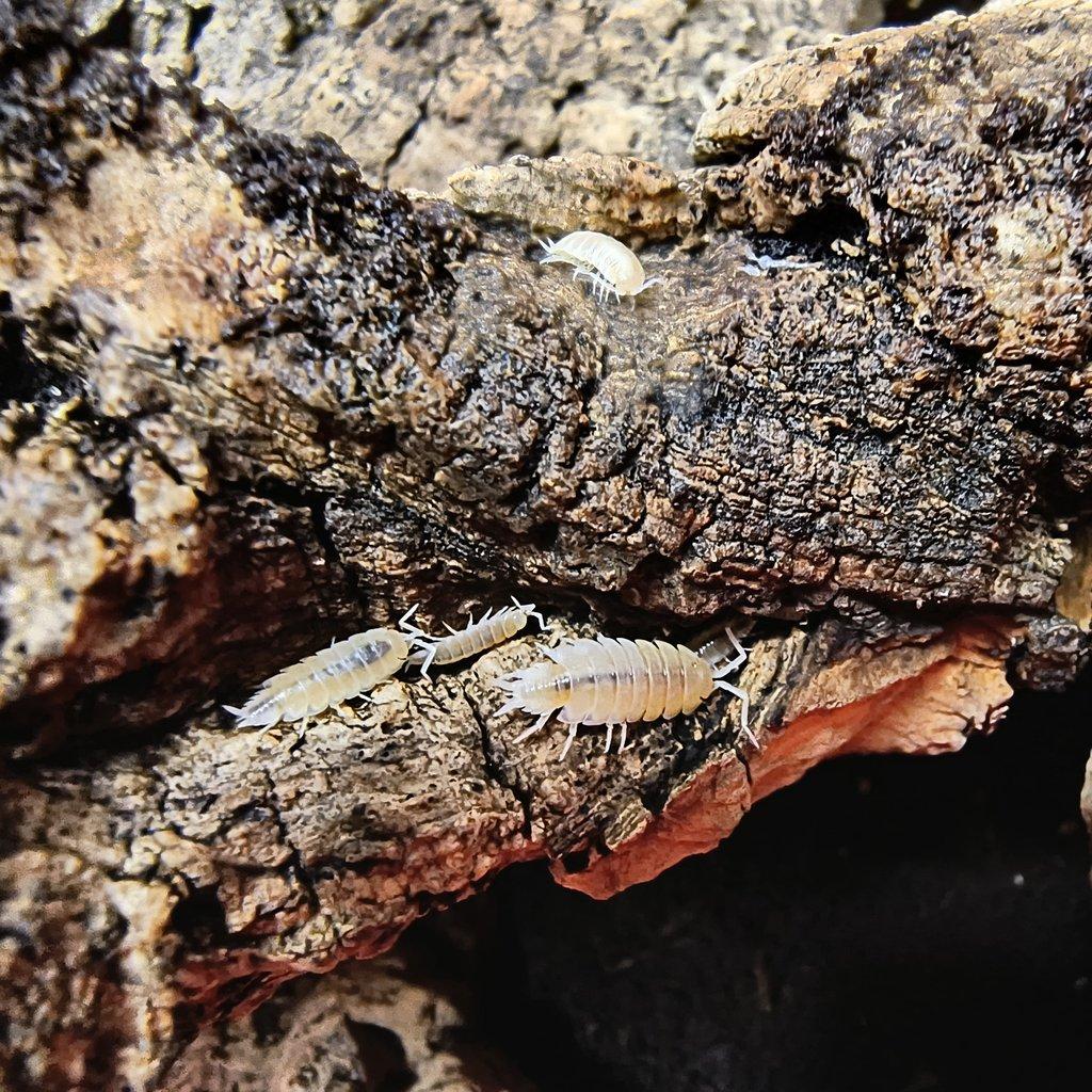 Porcellionides pruinosus "White" - isopody