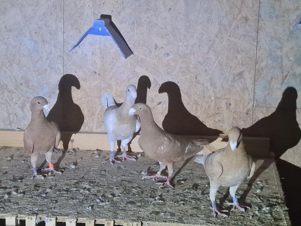 Prodám německé výstavní žluté