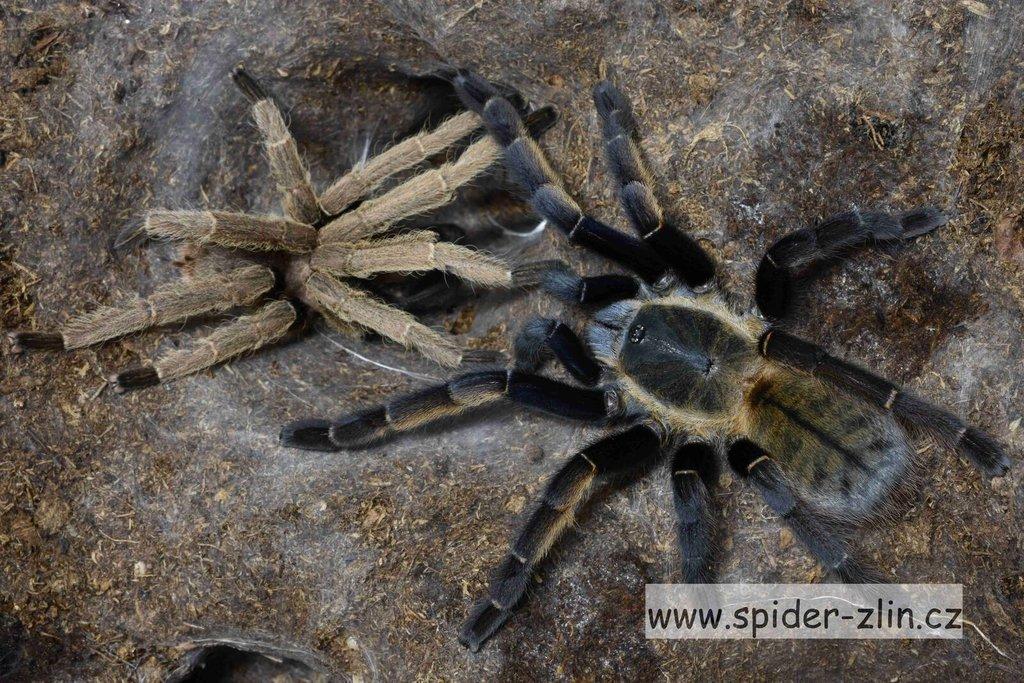 Samice P. victori, D.pentaloris, A. rufus, B. simoroxigorum a mnoho dalších zajimavých sklípkanů