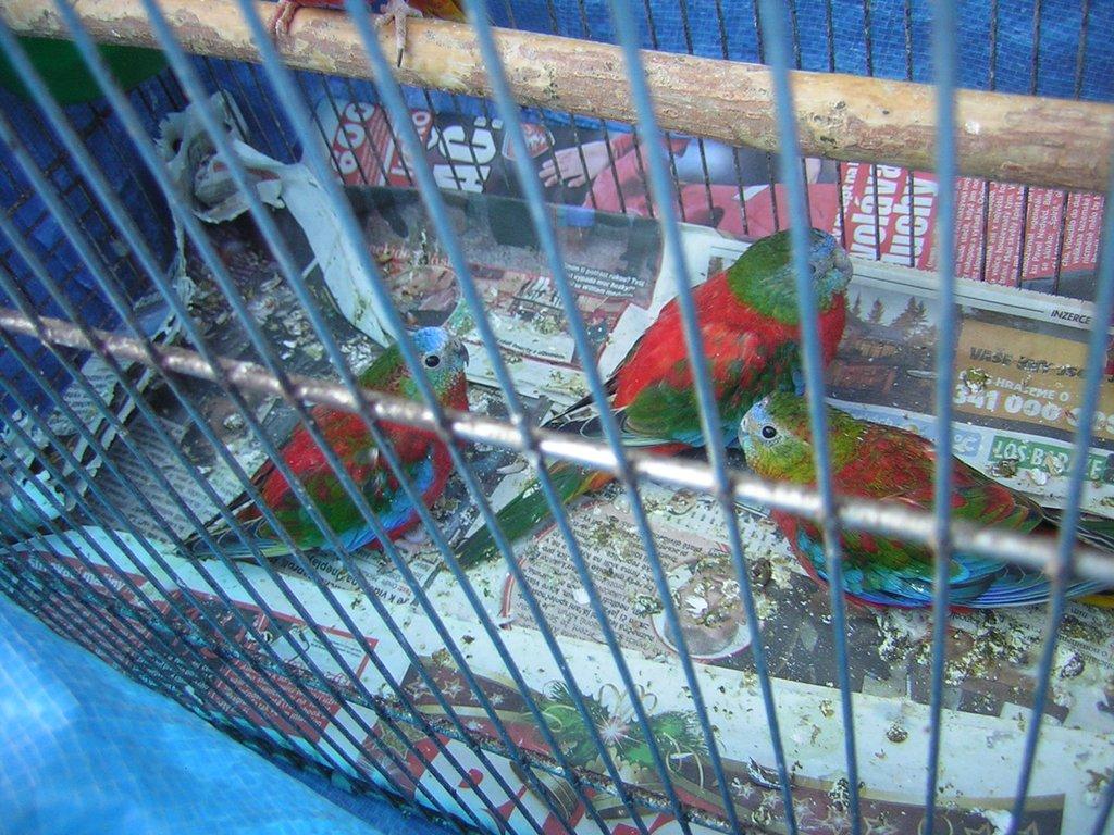 Neoféma tyrkysová - rudoprsý opalin