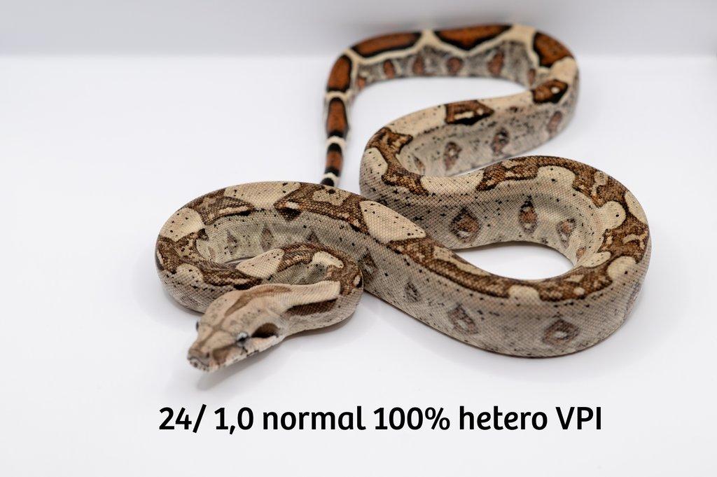 Hroznýš královský  IMG hetero VPI