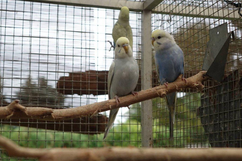 Prodám mladé andulky