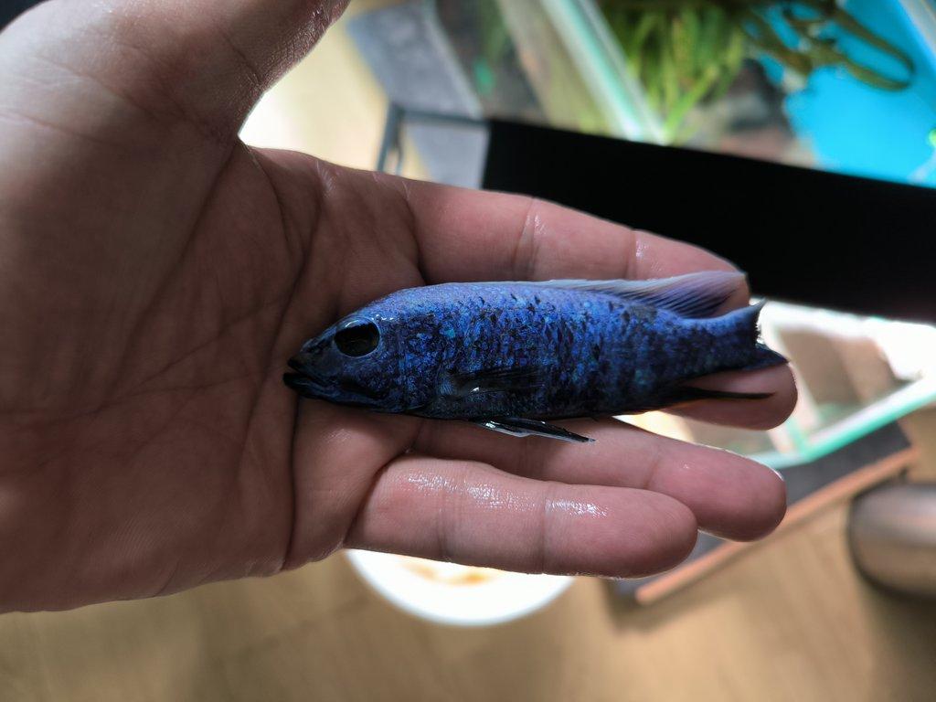 Malawi&Tanganika duben 2026