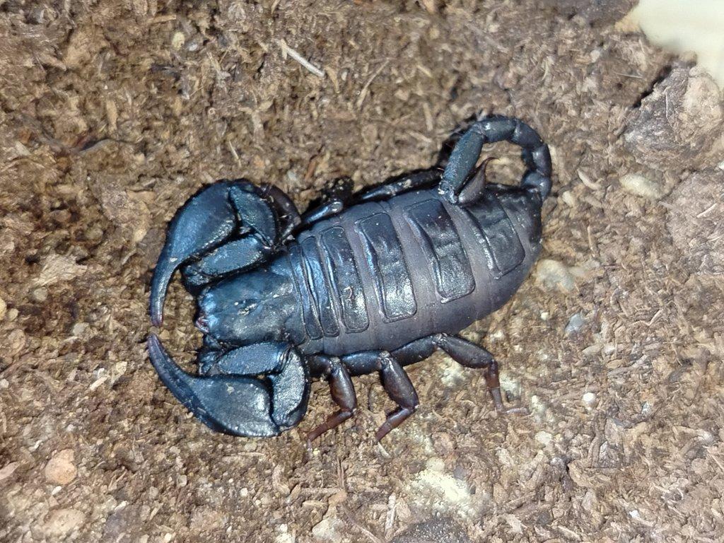 Polytrichobothrius italicus