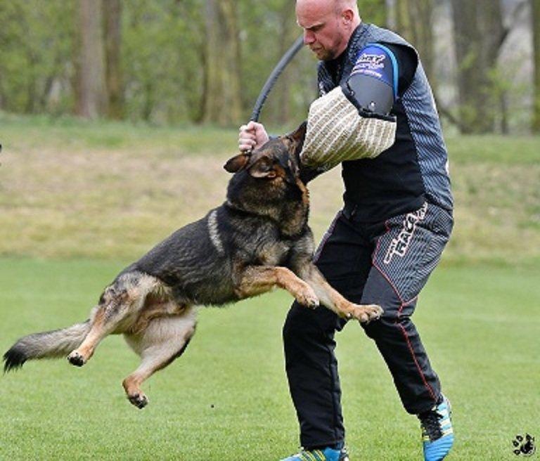 Německý ovčak štěnata z pp