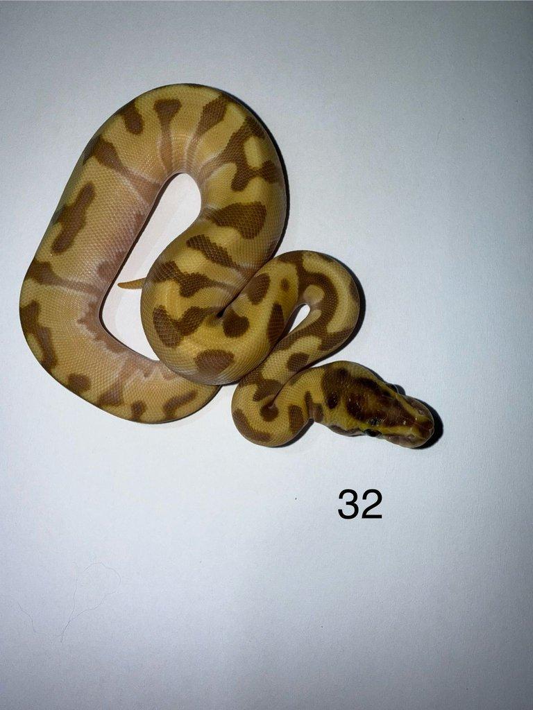 Krajta královská/ Python regius