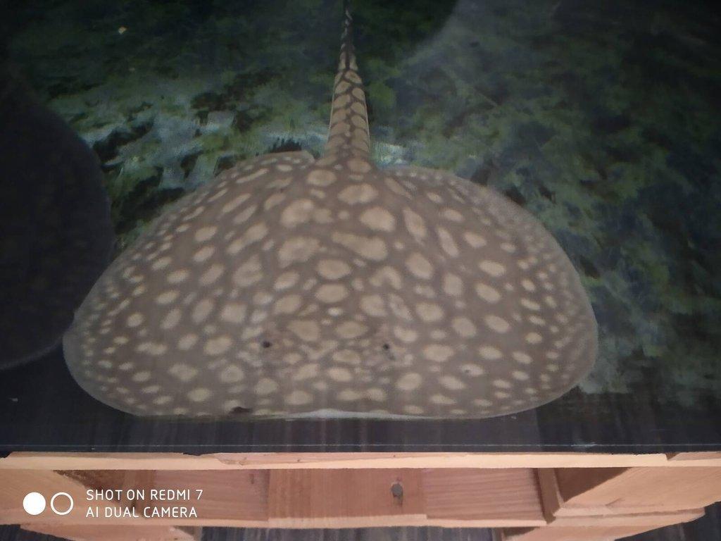 REJNOK -potamotrygon scobina