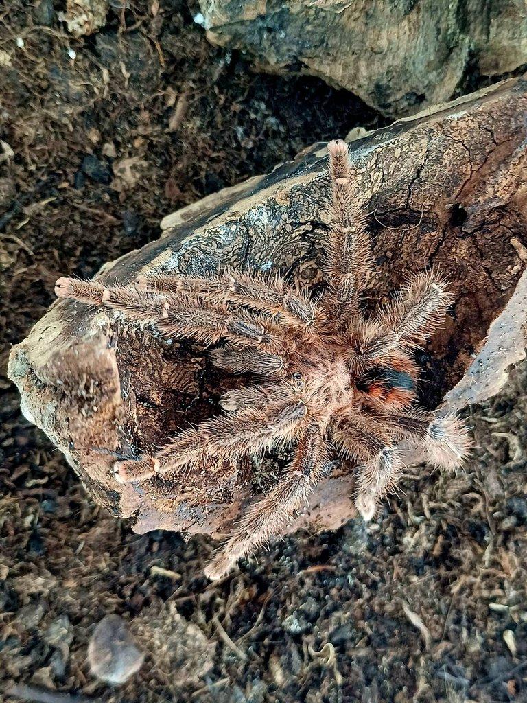 Avicularia minatrix -ad. samec