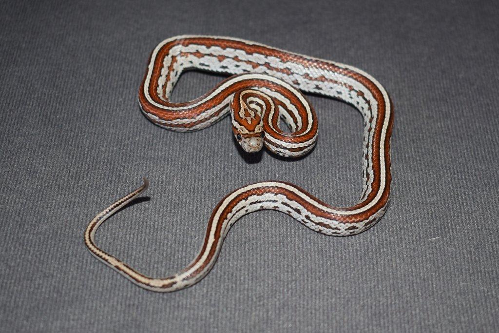Užovka červená - 1,0 - Miami Phase Tessera - Pantherophis (elaphe) guttatus