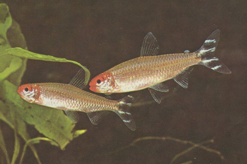 Tetra červenoústá - Hemigrammus rhodostomus