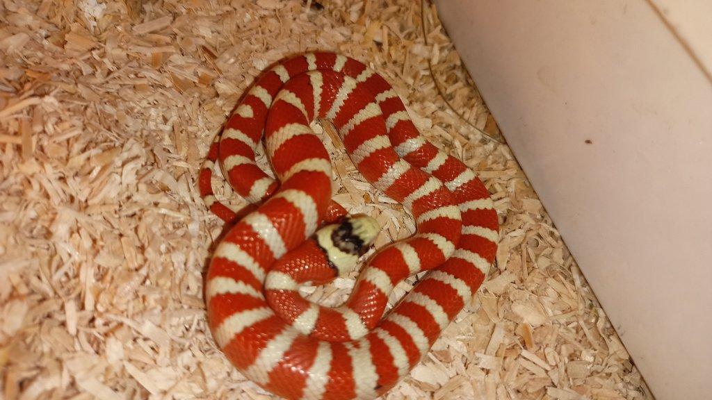 Lampropeltis pyromelana Applegate