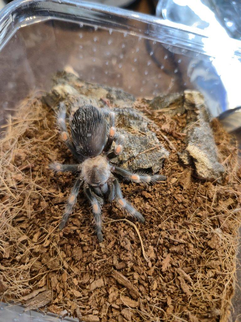 Nabízím chov sklípkanů