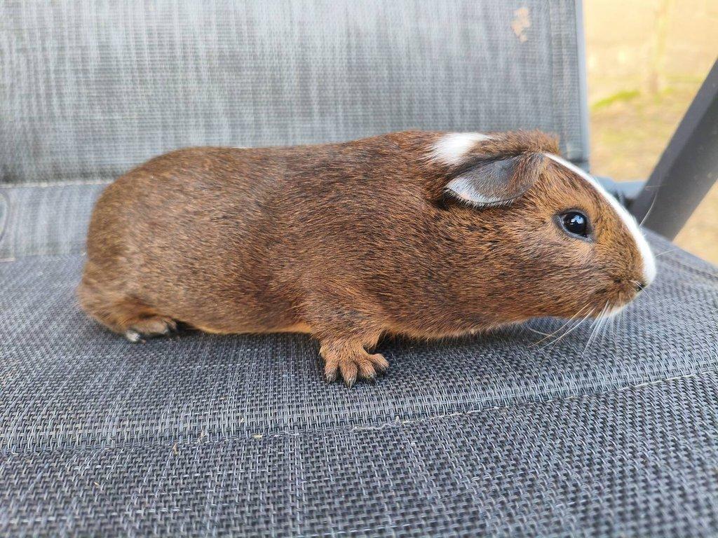 Cuy morčata