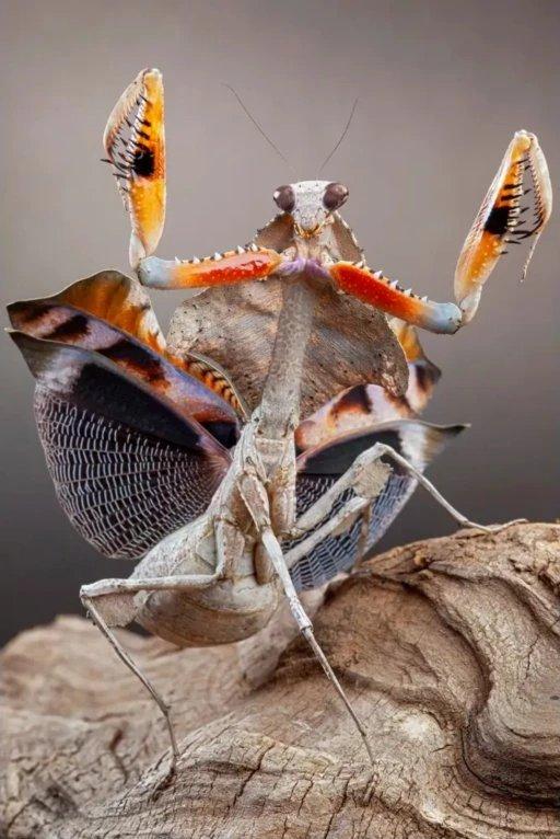 NOVÉ druhy kudlanek!!