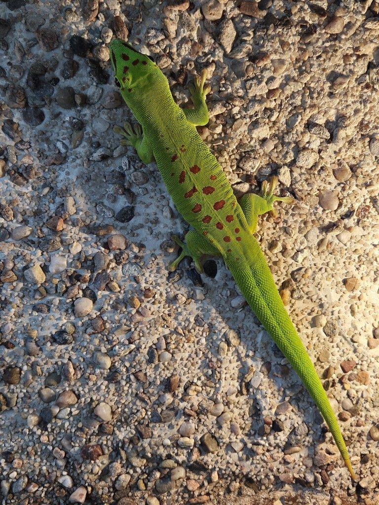 Felsuma madagaskarská