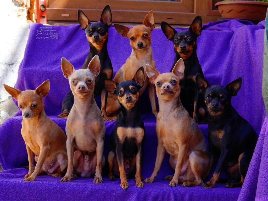 Ruský toy hladkosrstý s pp