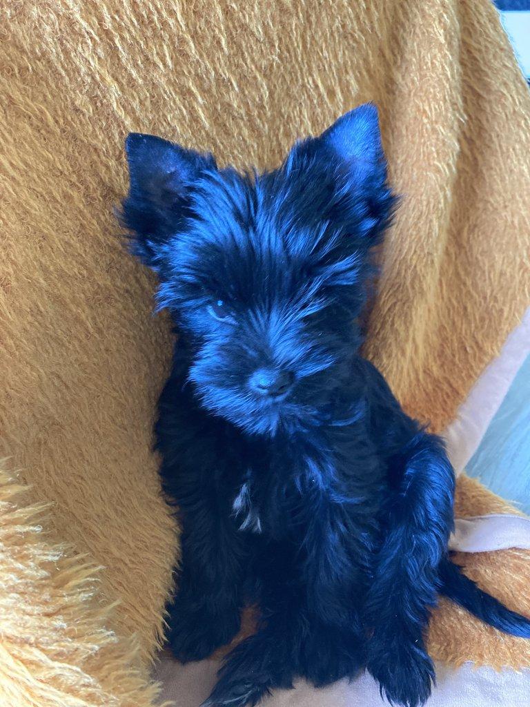 Jorkšírek  -  černé fenky s PP k odběru ihned