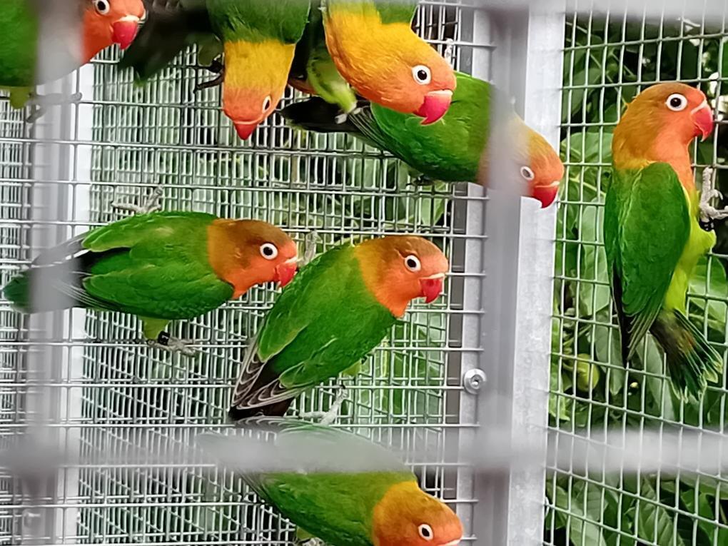 AGAPORNIS FISCHERI - rok 2025