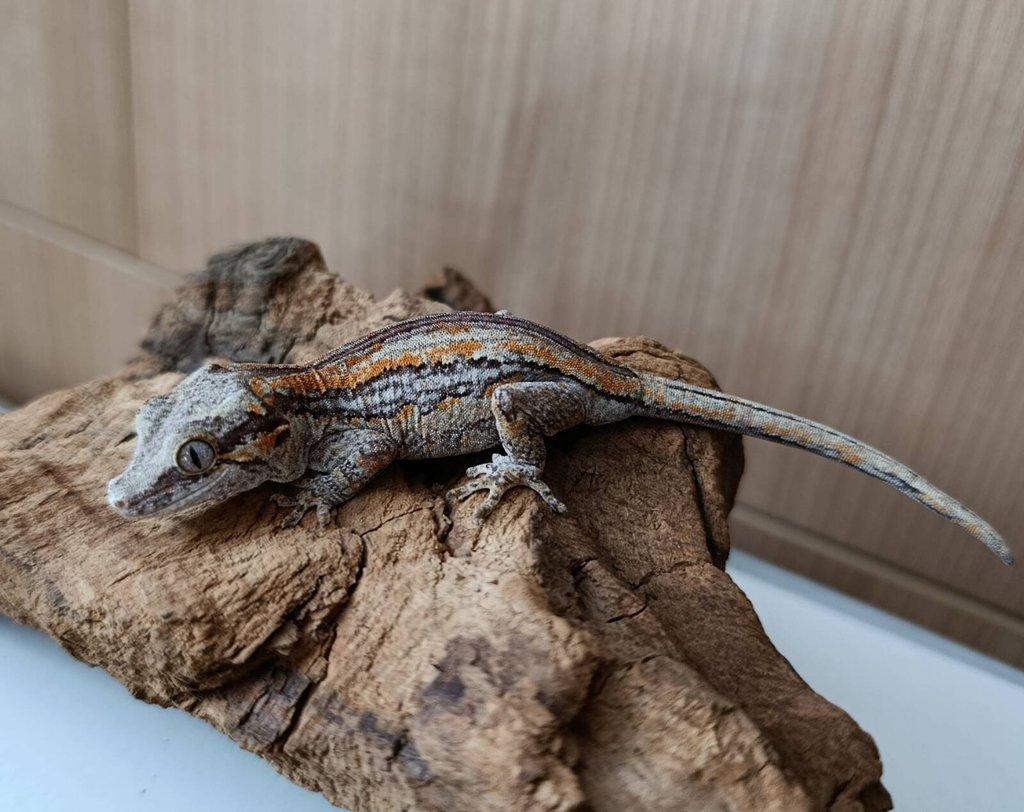 Rhacodactylus auriculatus (Pagekon hrbolkohlavý) 1,0