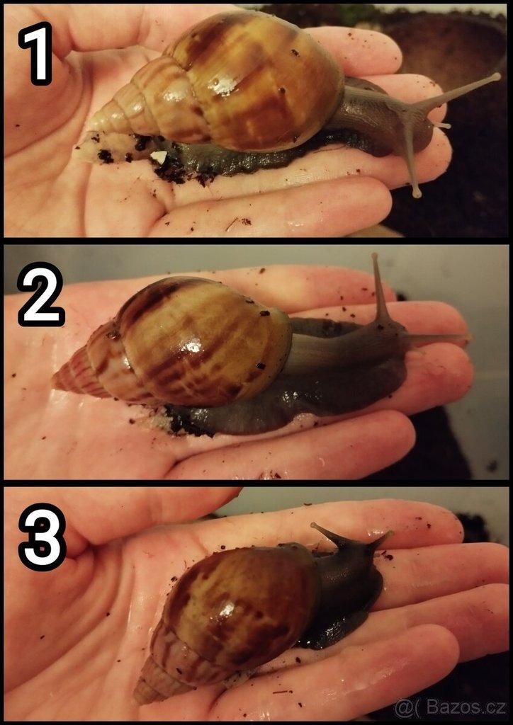 Daruji šneky Lissachatina fulica