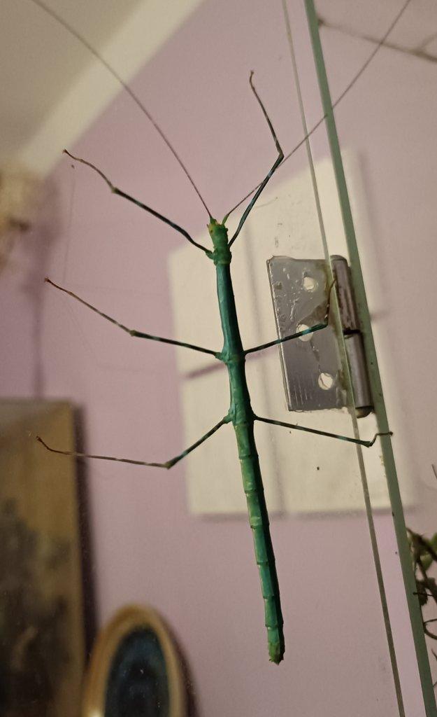 Strašilky Myronides sp. Peleng