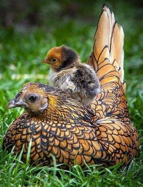 Násadová vajíčka Wyandotky zdrobnělé 24 barev