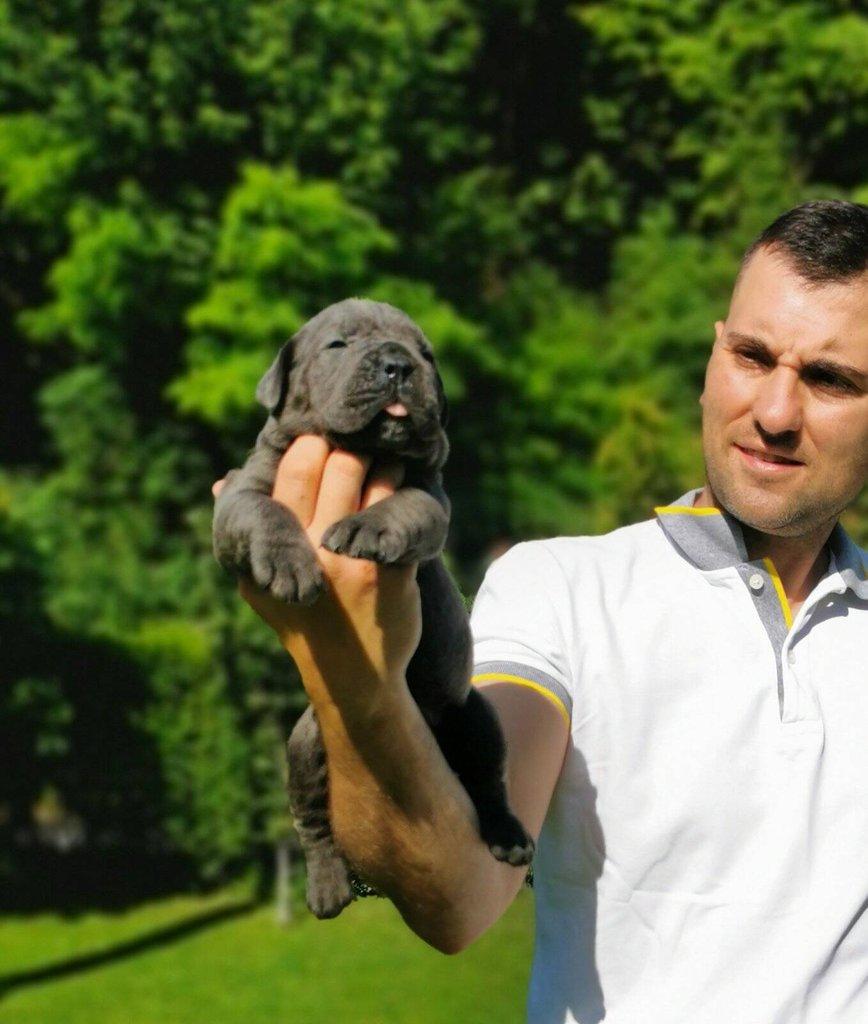 Cane Corso – fenka štěně