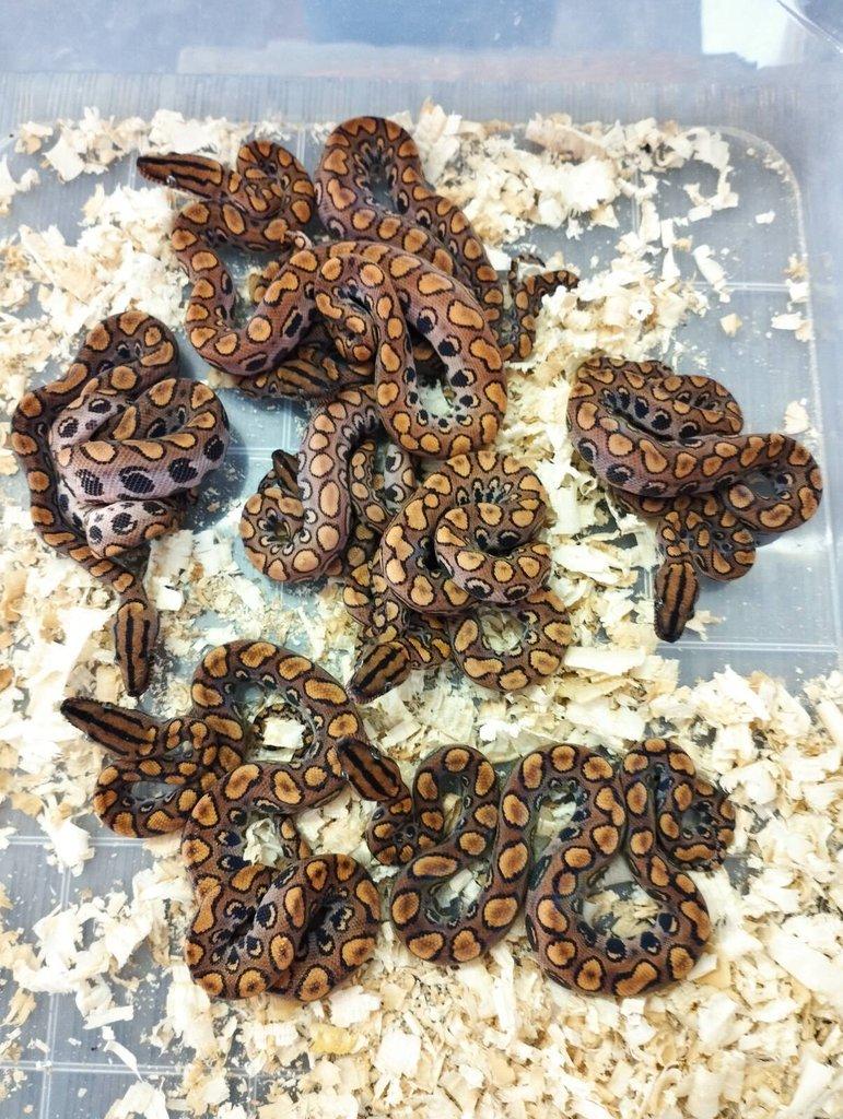 Epicrates cenchria cenchria