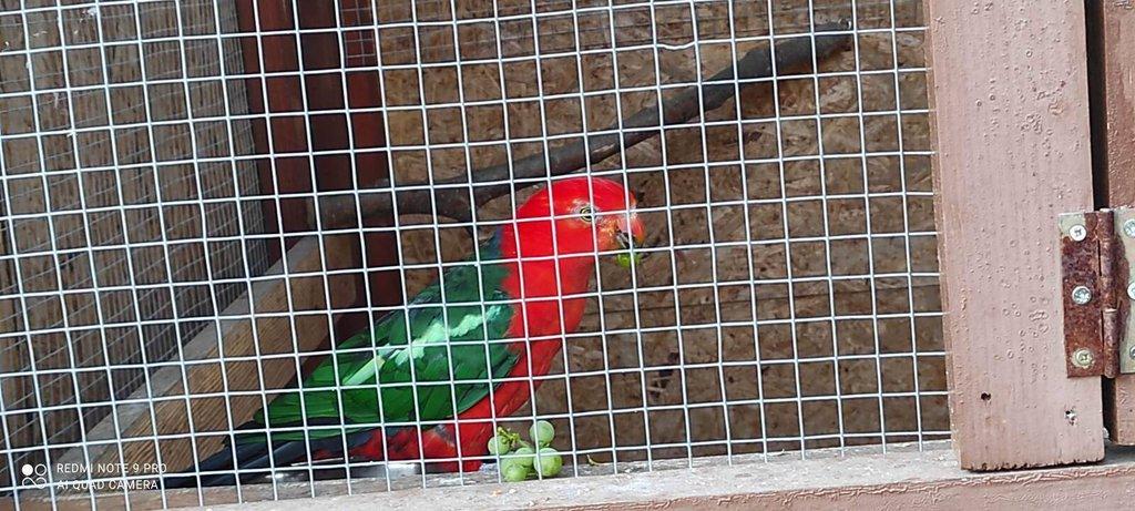 Papoušek královský