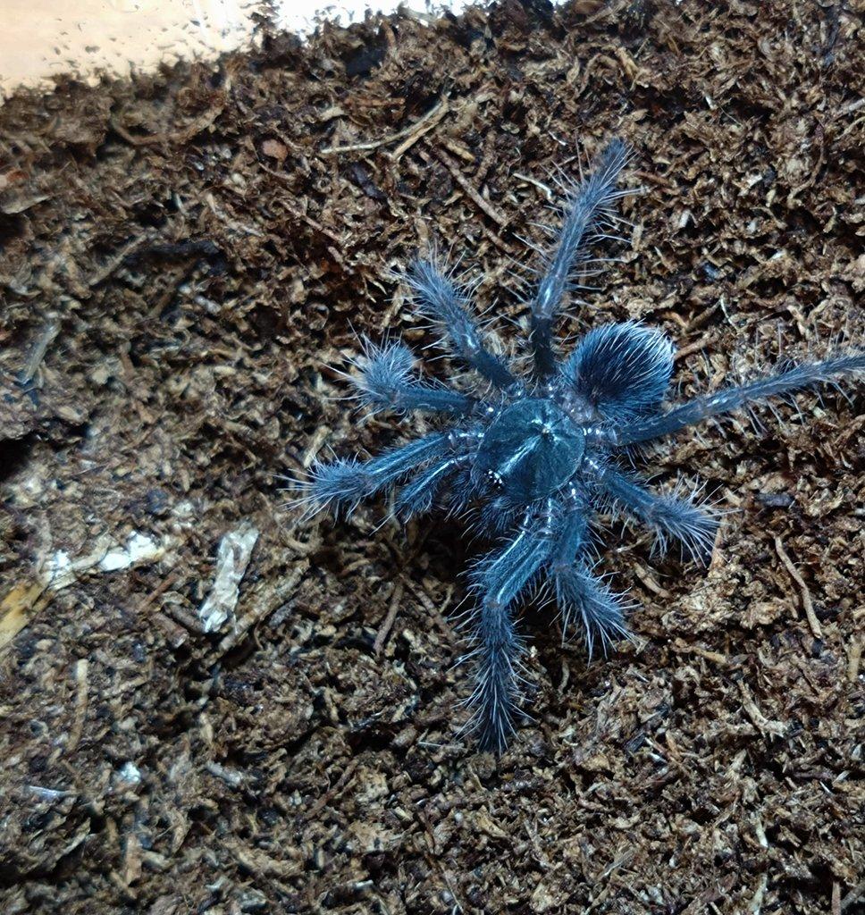 Pamphobeteus insignis (Colombia) Rarita