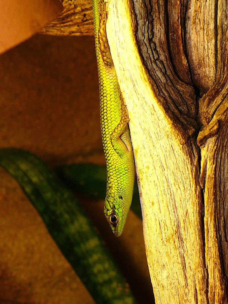 Phelsuma lineata bombetokensis, Takydromus, Lamprolepis, Lamprophis