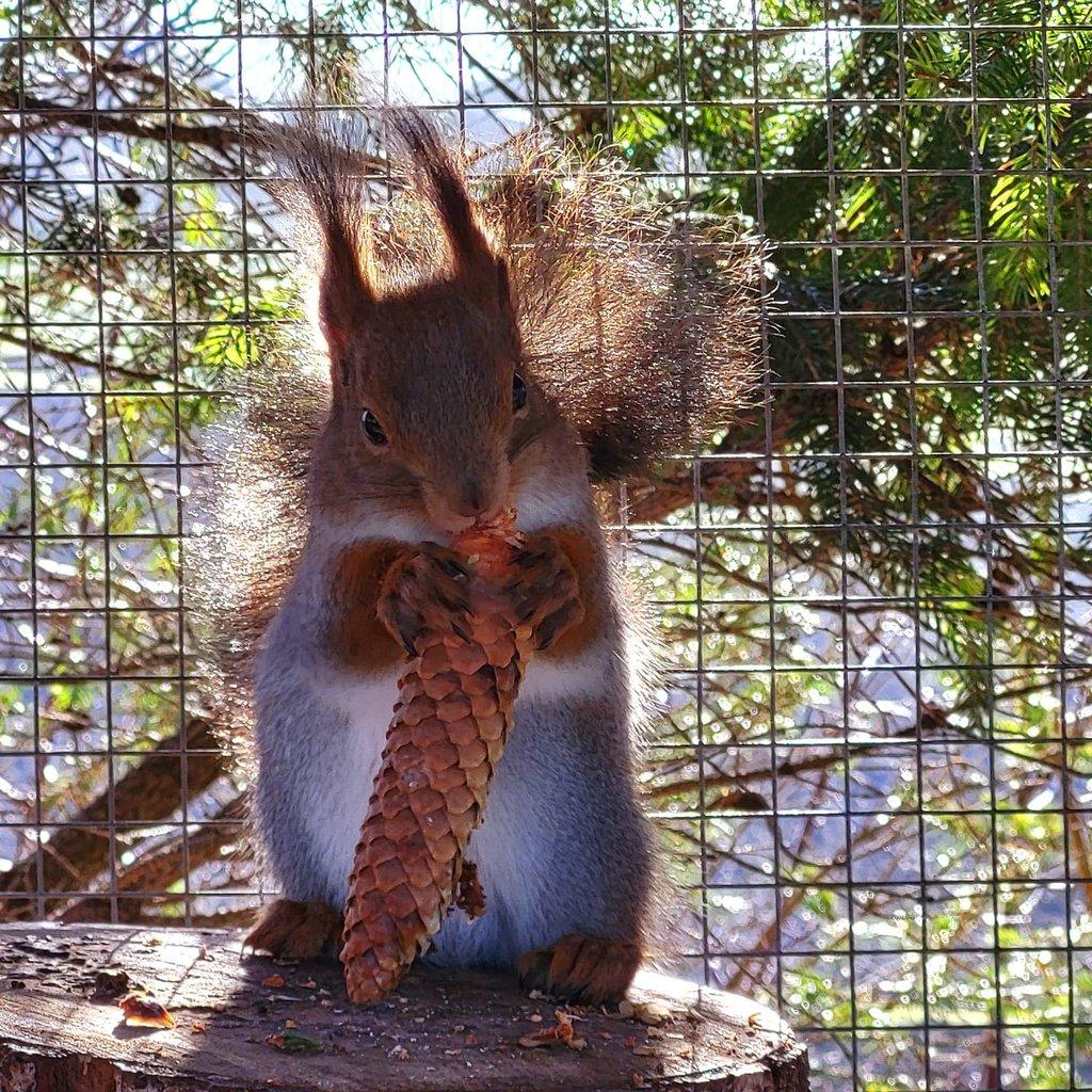 Prodám veverky Sciurus vulgaris exalbidus