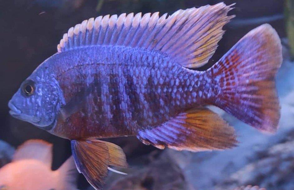 Tlamovci Malawi