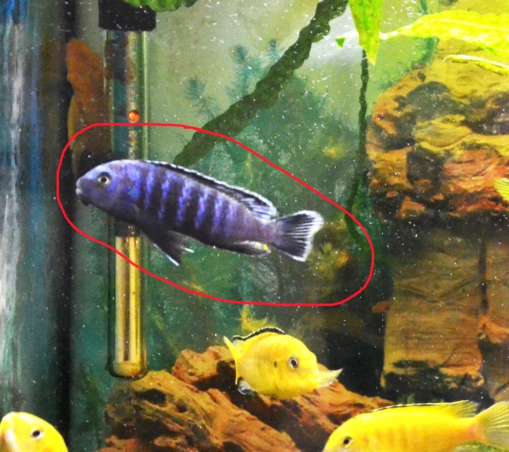 Daruji samce Tlamovec Saulosův