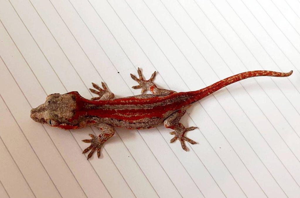 Pagekon hrbolkohlavý - auriculatus