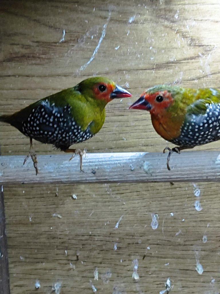 Takové ptáky koupím v Kroměříži.