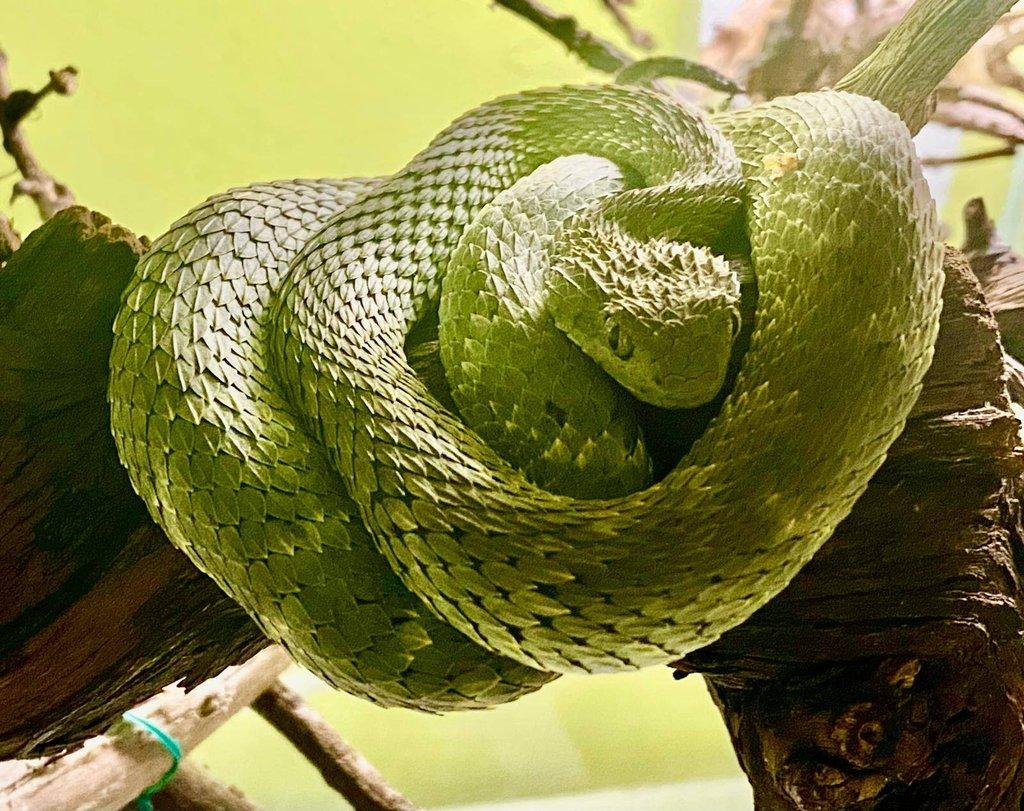 Atheris squamigera