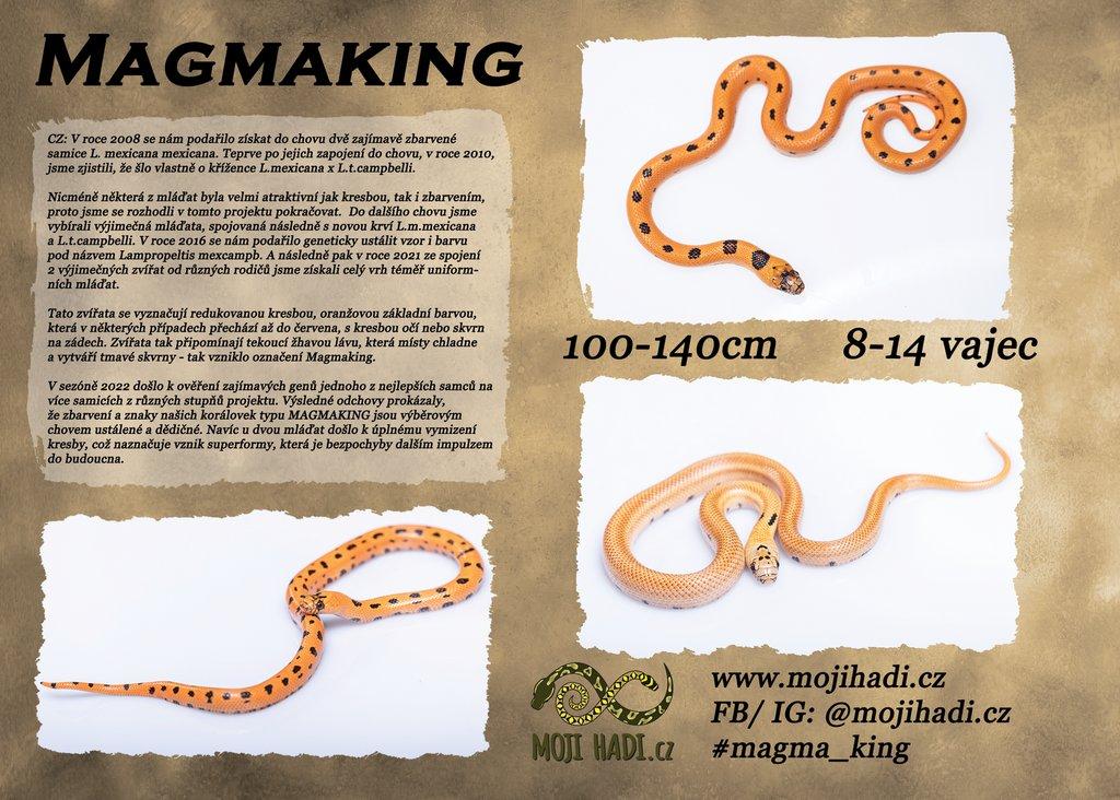 MAGMAKING - korálovka - Lampropeltis