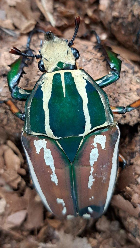 Nabídka larev na Faunatrhy Ostrava 15.2.2026