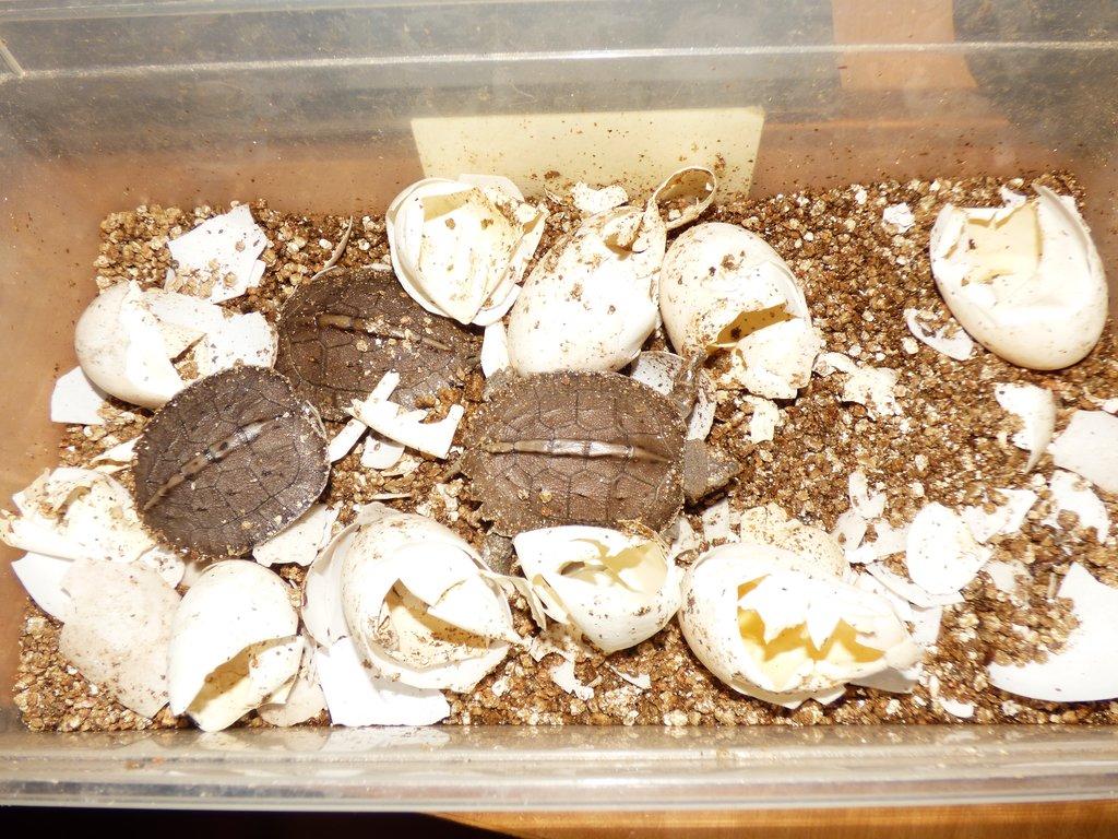 Želva černavá (Heosemys grandis)