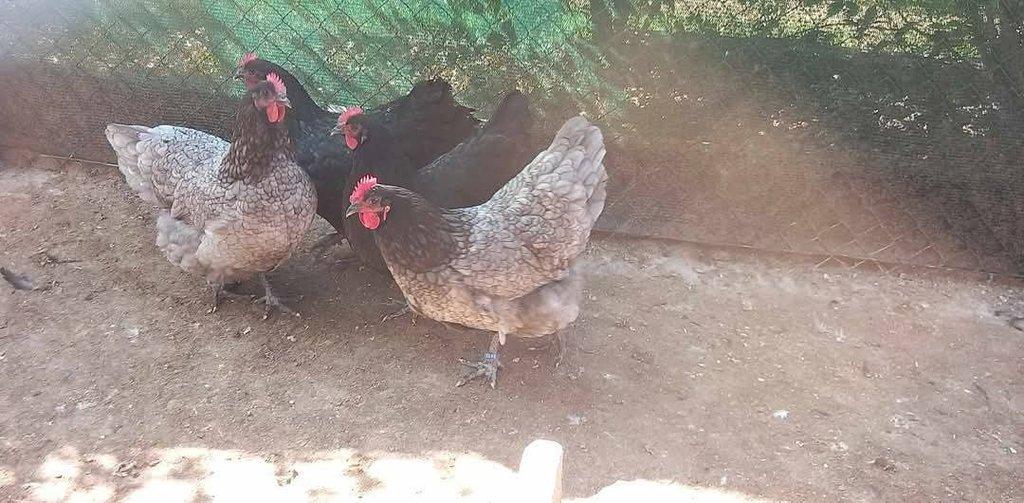 Násadová vejce Australky velké černé a modré s lemy